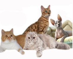 Кошки